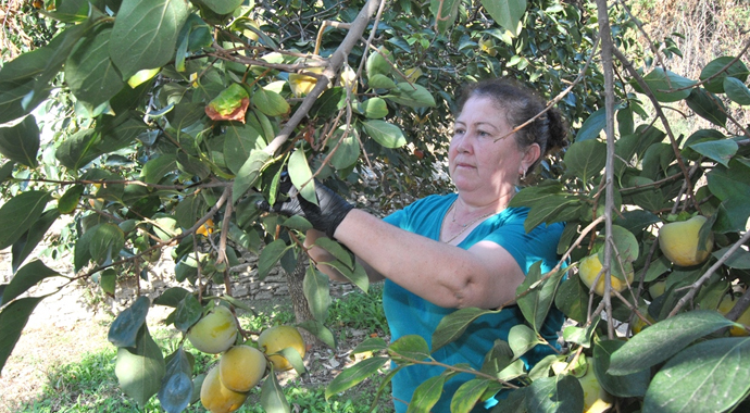 İzmirli kadın girişimci cennet hurması kurutarak ihracata başladı